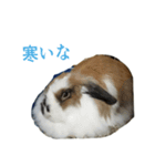 くろちゃんシリーズ2のスタンプです（個別スタンプ：4）