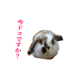 くろちゃんシリーズ2のスタンプです（個別スタンプ：7）