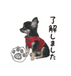 かわいいチワワのゆきちさん（個別スタンプ：8）