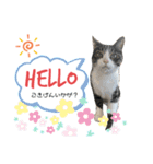 猫の気持ち 猫の奈留さん 第3弾（個別スタンプ：1）