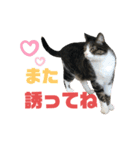 猫の気持ち 猫の奈留さん 第3弾（個別スタンプ：3）