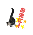 猫の気持ち 猫の奈留さん 第3弾（個別スタンプ：4）