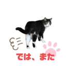 猫の気持ち 猫の奈留さん 第3弾（個別スタンプ：5）