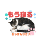 猫の気持ち 猫の奈留さん 第3弾（個別スタンプ：6）