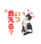 猫の気持ち 猫の奈留さん 第3弾（個別スタンプ：8）