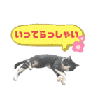 猫の気持ち 猫の奈留さん 第3弾（個別スタンプ：9）