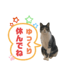 猫の気持ち 猫の奈留さん 第3弾（個別スタンプ：10）