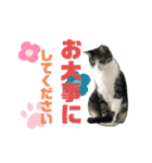 猫の気持ち 猫の奈留さん 第3弾（個別スタンプ：11）