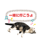 猫の気持ち 猫の奈留さん 第3弾（個別スタンプ：12）