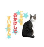 猫の気持ち 猫の奈留さん 第3弾（個別スタンプ：13）