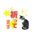 猫の気持ち 猫の奈留さん 第3弾（個別スタンプ：15）