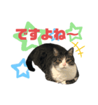猫の気持ち 猫の奈留さん 第3弾（個別スタンプ：16）