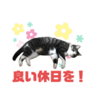 猫の気持ち 猫の奈留さん 第3弾（個別スタンプ：17）