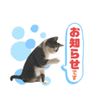 猫の気持ち 猫の奈留さん 第3弾（個別スタンプ：18）