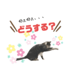 猫の気持ち 猫の奈留さん 第3弾（個別スタンプ：20）