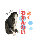 猫の気持ち 猫の奈留さん 第3弾（個別スタンプ：23）