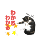 猫の気持ち 猫の奈留さん 第3弾（個別スタンプ：24）