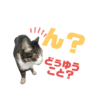 猫の気持ち 猫の奈留さん 第3弾（個別スタンプ：25）