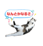 猫の気持ち 猫の奈留さん 第3弾（個別スタンプ：27）
