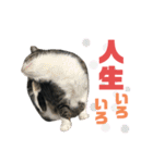 猫の気持ち 猫の奈留さん 第3弾（個別スタンプ：28）