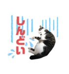 猫の気持ち 猫の奈留さん 第3弾（個別スタンプ：30）