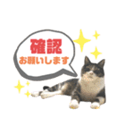 猫の気持ち 猫の奈留さん 第3弾（個別スタンプ：31）