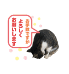 猫の気持ち 猫の奈留さん 第3弾（個別スタンプ：34）
