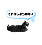 猫の気持ち 猫の奈留さん 第3弾（個別スタンプ：36）