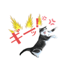 猫の気持ち 猫の奈留さん 第3弾（個別スタンプ：37）