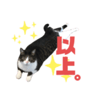 猫の気持ち 猫の奈留さん 第3弾（個別スタンプ：38）