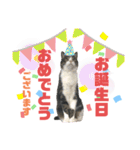 猫の気持ち 猫の奈留さん 第3弾（個別スタンプ：39）