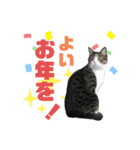 猫の気持ち 猫の奈留さん 第3弾（個別スタンプ：40）