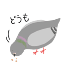 鳩とパン（個別スタンプ：17）