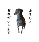 うちのワンコたちのご挨拶スタンプ（個別スタンプ：1）