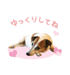 うちのワンコたちのご挨拶スタンプ（個別スタンプ：20）