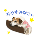 うちのワンコたちのご挨拶スタンプ（個別スタンプ：21）