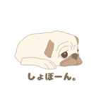 うちのパグ 1（個別スタンプ：13）