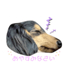 //日常スタンプ//（個別スタンプ：7）