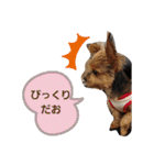 dog myuchan（個別スタンプ：13）