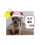 dog myuchan（個別スタンプ：17）