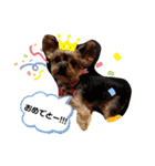 dog myuchan（個別スタンプ：26）