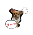 dog myuchan（個別スタンプ：30）