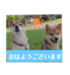 柴犬こてこま（個別スタンプ：3）