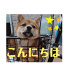 柴犬こてこま（個別スタンプ：4）