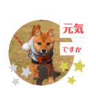 柴犬こてこま（個別スタンプ：6）