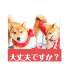 柴犬こてこま（個別スタンプ：7）