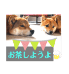 柴犬こてこま（個別スタンプ：9）