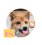 柴犬こてこま（個別スタンプ：10）