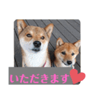 柴犬こてこま（個別スタンプ：11）