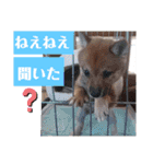 柴犬こてこま（個別スタンプ：12）